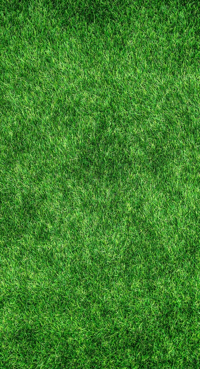 grass-1659054_1280